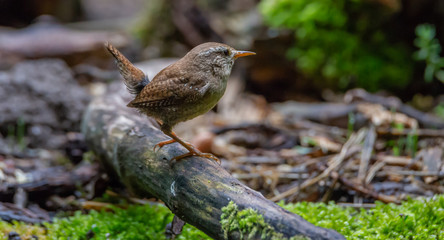 Wren bird in forest