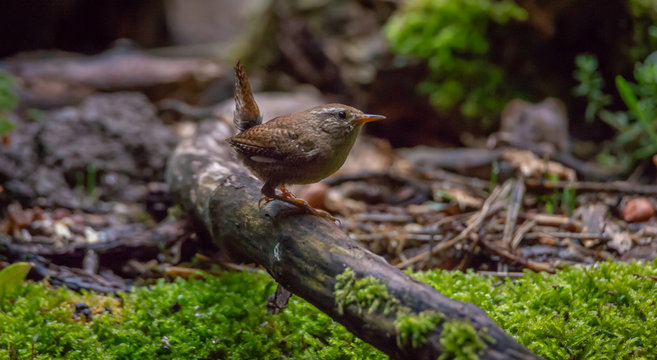Wren bird in forest