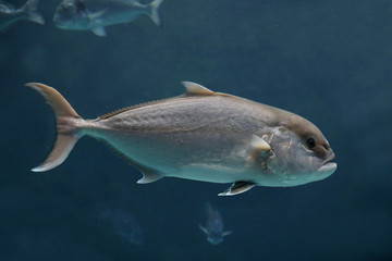 Thunfische (Thunnus) Weltmeere