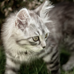 Fototapeta premium Graue Tiegerkatze