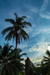 Fototapeta na wymiar Beautiful mornings with light clouds and coconut trees.
