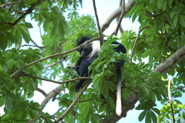 Kenya