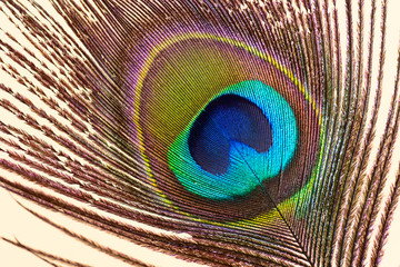 Colorful peacock feather, macro.