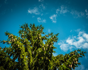 Beautiful violet France lavender