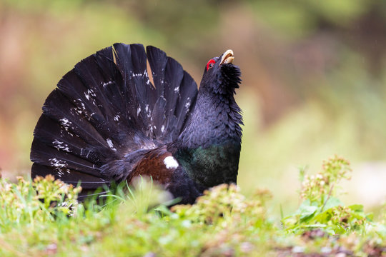 Balzender Auerhahn