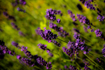 Obraz premium Beautiful violet France lavender