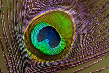 Naklejka premium Colorful peacock feather, macro.