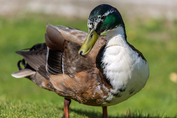Duck