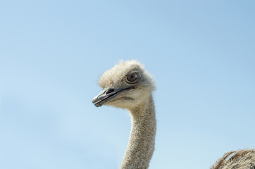Domesticated wild african ostrich (struthio camelus) in an aviary on a ostrich farm. Against a clear blue sky.