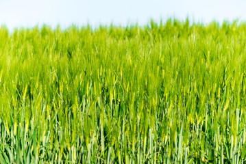Summer landscape with sky and green herb