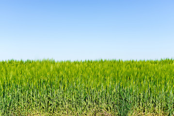 Summer landscape with sky and green herb