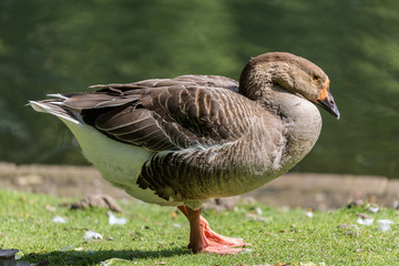 Goose