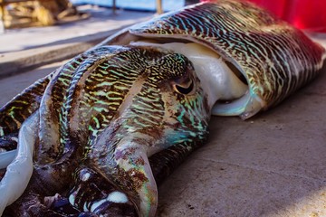 Sepiida,squid,animal,food 