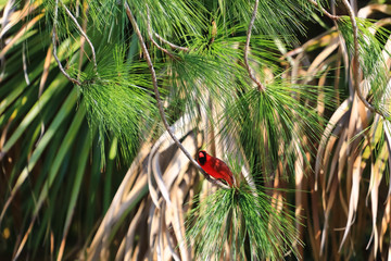 Red Cardinal 