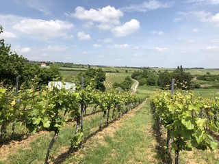 Fototapeta na wymiar Weinbau in der Pfalz 