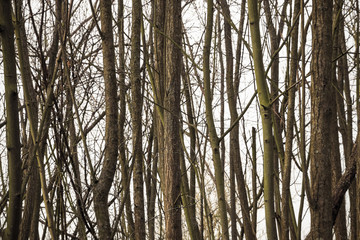 Obraz premium Woodland with bare trees in Cotswold, England