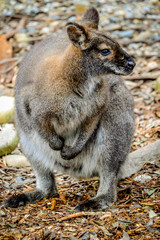 Wallaby
