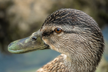 Closeup of a female mallard duck on the shores of the Upper Zurich Lake (Obersee), Switzerland