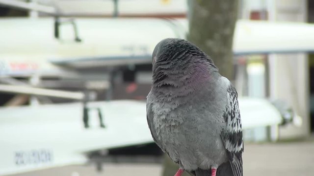 Pigeon - Closeup