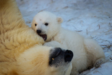 Polar bear playing with cub