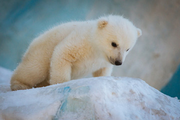 Small polar bear cub © A.Lukin