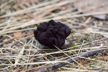 gyromitra