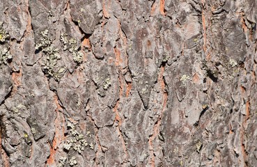 pine bark