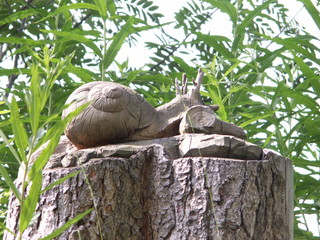 KONICA MINOLTA DIGITAL CAMERA