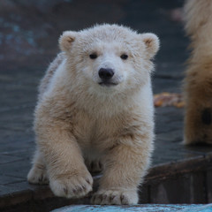 Funny polar bear cub © A.Lukin