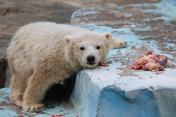 Funny polar bear cub