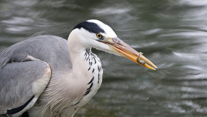 Grey Heron with a caught fish