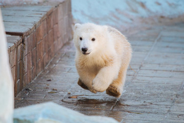 Polar bear cub running