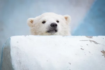 Foto auf Leinwand Lustiges Eisbärenjunges © A.Lukin