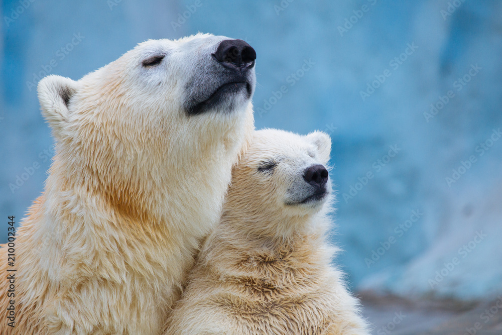 Wall mural polar bear with cub