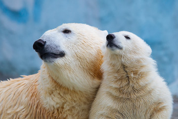 Polar bear with cub © A.Lukin