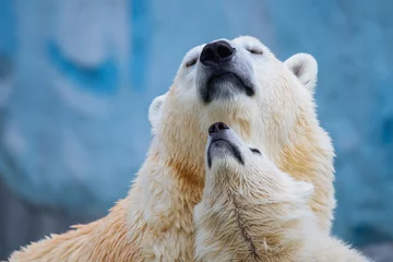 Wandaufkleber Eisbär mit Jungtier © A.Lukin