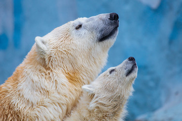 Polar bear with cub © A.Lukin