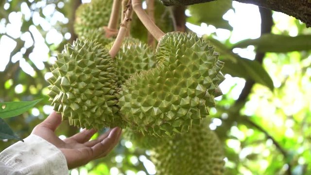 durian farm , musang king in focus