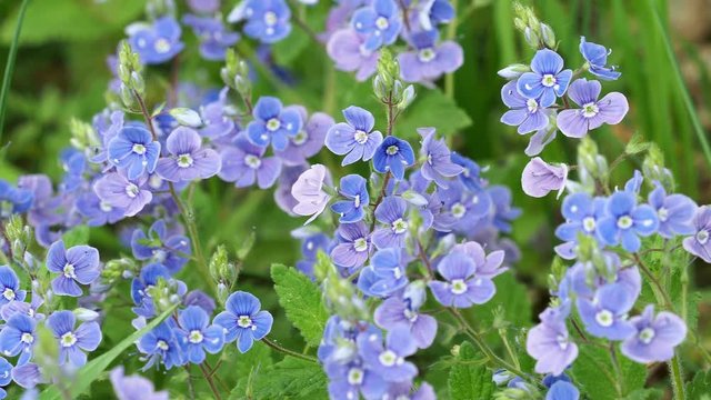 Veronica chamaedrys - blue blossoms in spring