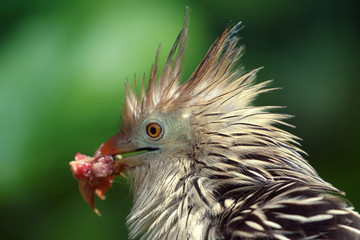 Guira Cuckoo with food