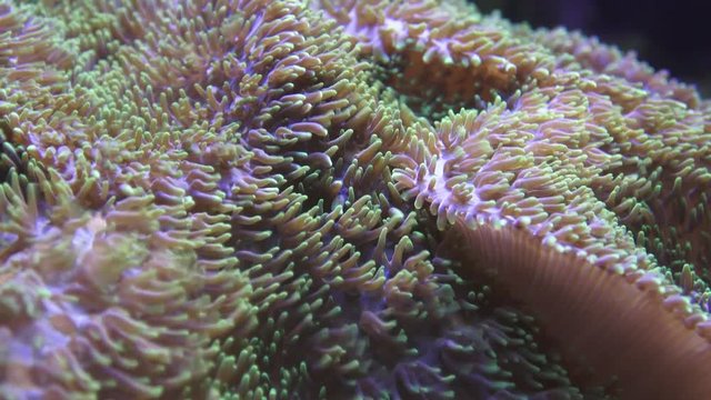 Pulsating soft coral. Underwater world.
