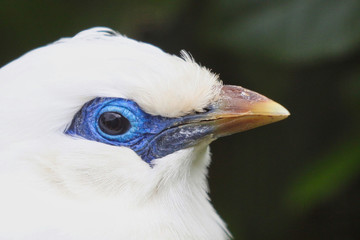 Bali Starling close up