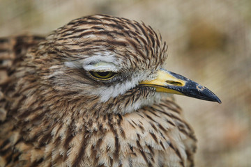 Spotted Think Knee bird
