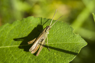 Grasshopper on green leaf