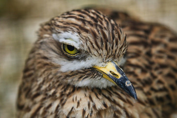 Spotted Think Knee bird