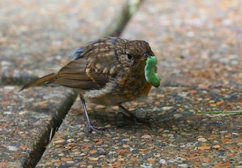 Robin fledgling with a caterpillar