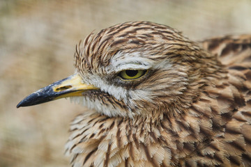 Spotted Think Knee bird