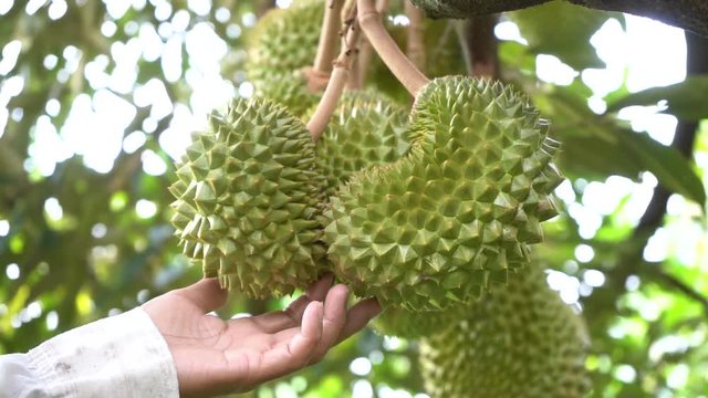 durian farm , musang king in focus