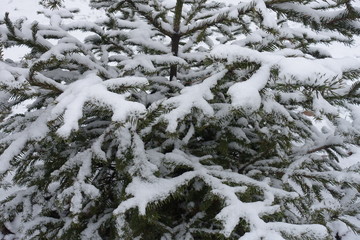 Layer of snow on branches of spruce in winter