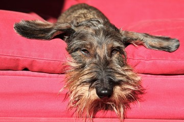 Cane bassotto a pelo ruvido sul divano.